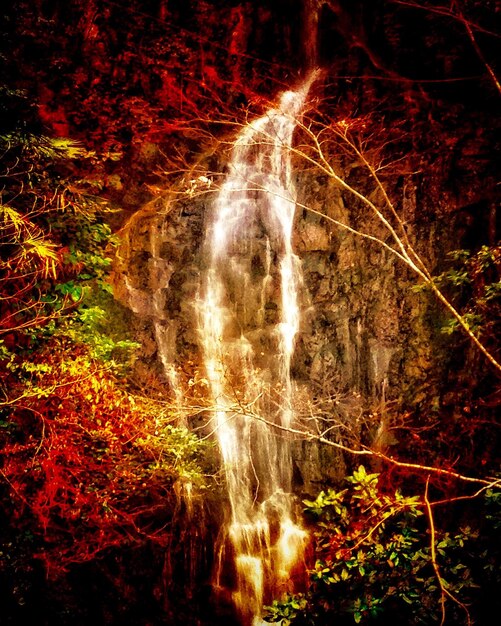 Photo vue des arbres dans la forêt