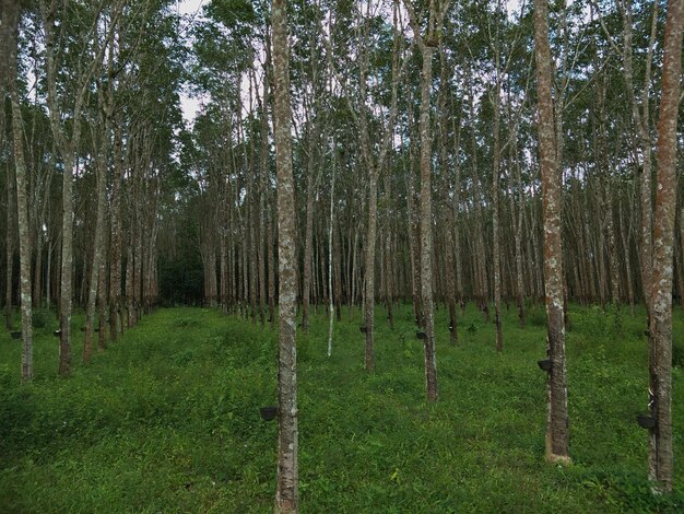 Photo vue des arbres dans la forêt