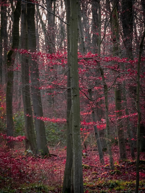 Photo vue des arbres dans la forêt