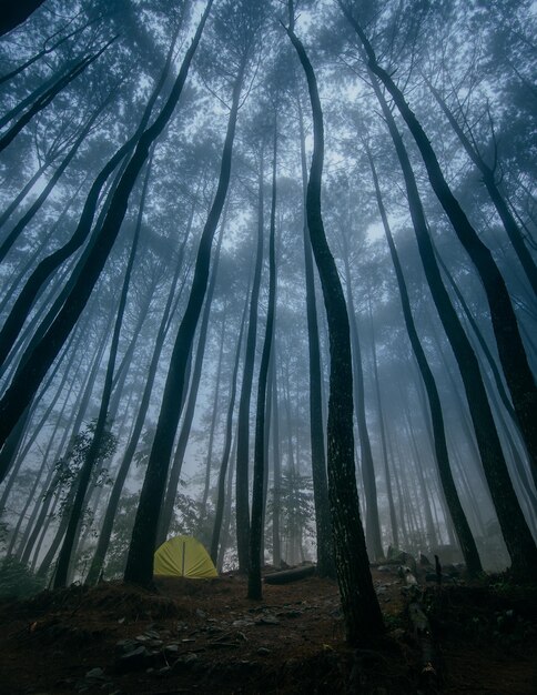 Photo vue des arbres dans la forêt