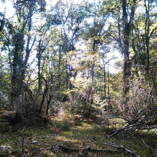 Photo vue des arbres dans la forêt