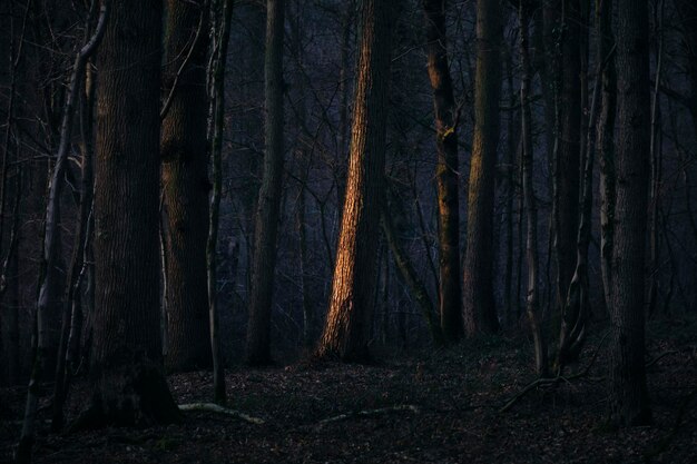 Photo vue des arbres dans la forêt