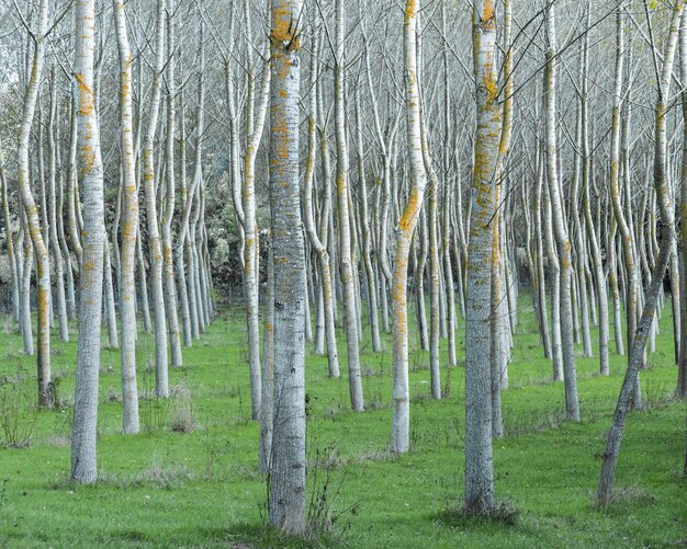 Photo vue des arbres dans la forêt