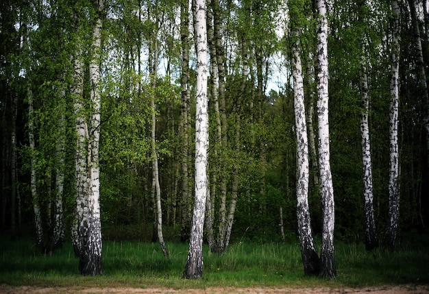 Vue des arbres dans la forêt