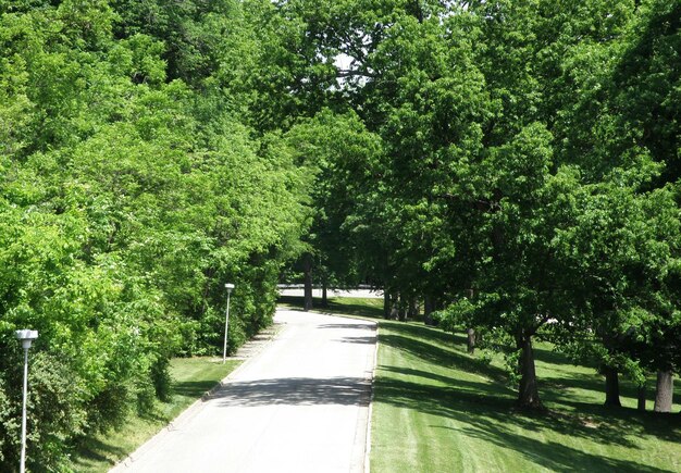 Vue des arbres dans le parc