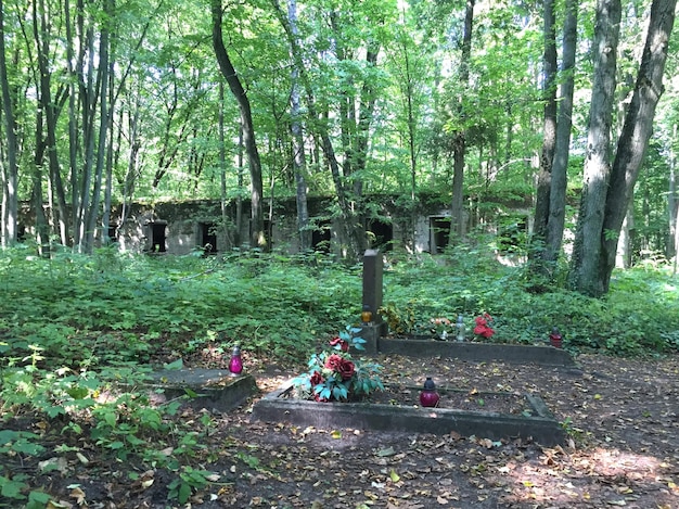 Vue des arbres dans le parc