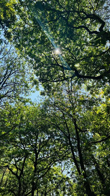 Une vue des arbres depuis le sentier