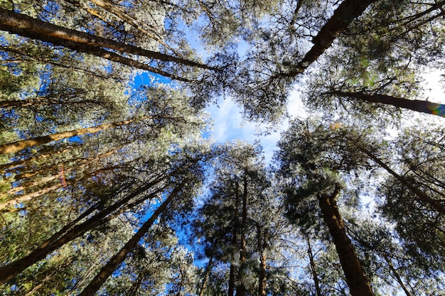 Photo une vue des arbres depuis le sol