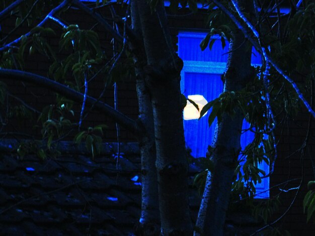 Photo vue des arbres éclairés la nuit