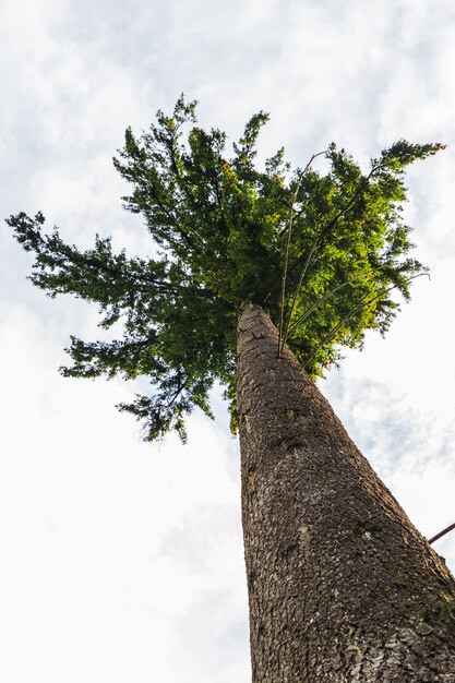 Vue, arbres, intérieur forêt