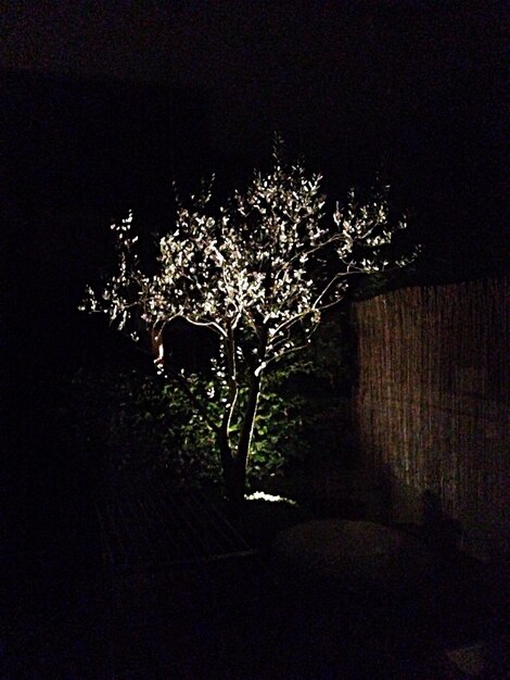 Photo vue des arbres la nuit