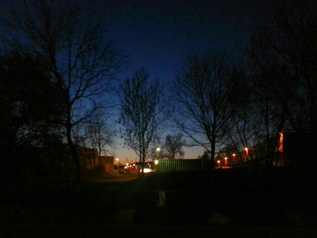 Photo vue des arbres nus la nuit