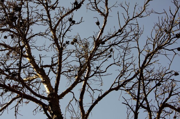 Vue sur les arbres sans feuilles contre le ciel