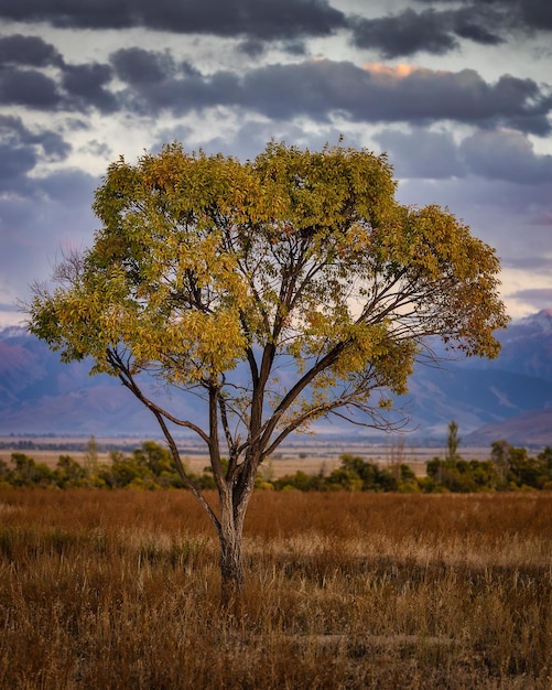 Vue sur les arbres solitaires et coucher de soleil coloré au Kirghizistan