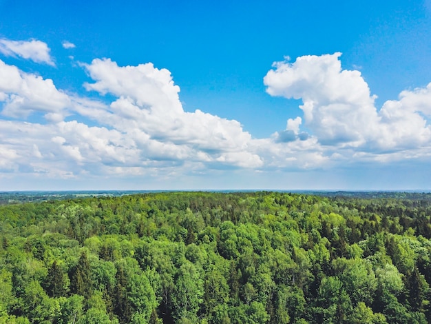 Vue Ariel de la lumière du soleil dans les arbres de la forêt verte de l'été.