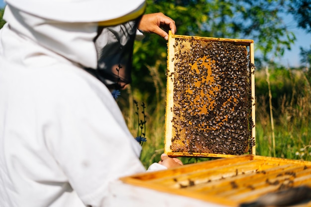 Vue arrière de l'apiculteur vérifiant le nid d'abeilles plein d'abeilles sur le cadre pour contrôler la situation dans la colonie d'abeilles