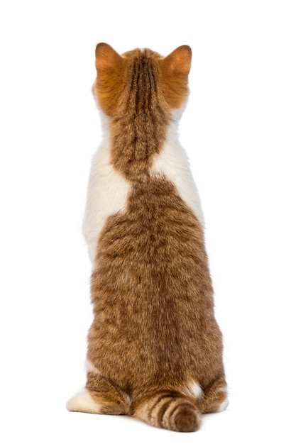 Vue arrière d'un chaton British Shorthair, debout sur les pattes arrière et levant