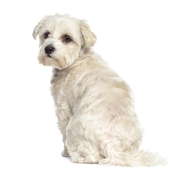 Vue arrière d'un chien maltais Bichon isolé sur blanc