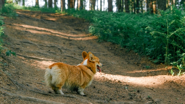 Vue arrière d'un corgi sur un chemin forestier par une journée d'été ensoleillée