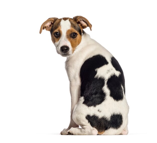 Vue arrière du chien Fox Terrier, 3 mois, in front of white background