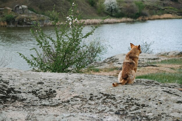 Vue arrière du chien sans-abri errant solitaire sur le fond de la nature chien abandonné en attente de propriétaire par