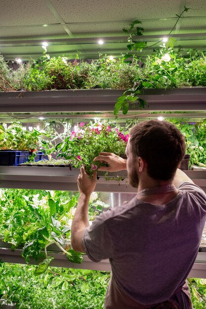 Vue arrière du jeune agriculteur ou sélectionneur en vêtements de travail en prenant l'une des plantes en croissance sur une étagère pendant le travail en serre