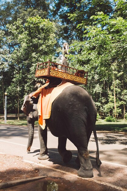 Vue arrière d'un éléphant qui marche contre les arbres