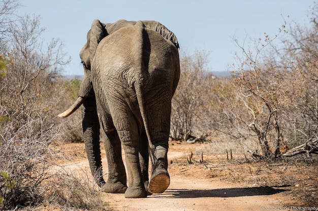 Vue de l'arrière de l'éléphant