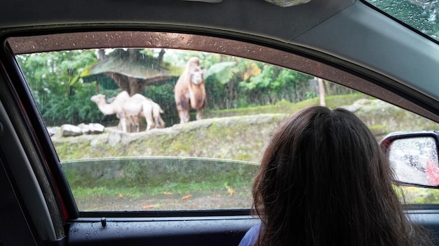 Photo vue arrière d'enfants regardant des animaux par la fenêtre