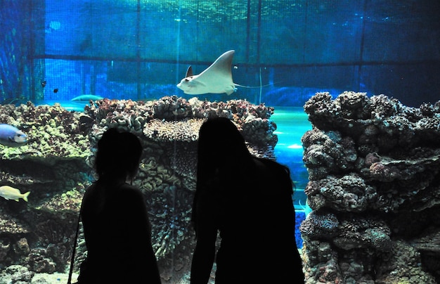 Vue arrière de femmes debout contre l'aquarium avec des raies nageantes