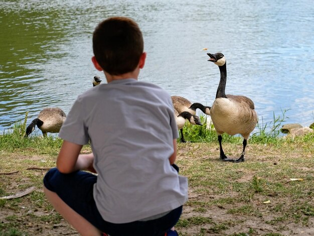 Photo vue arrière des garçons et des canards dans le lac