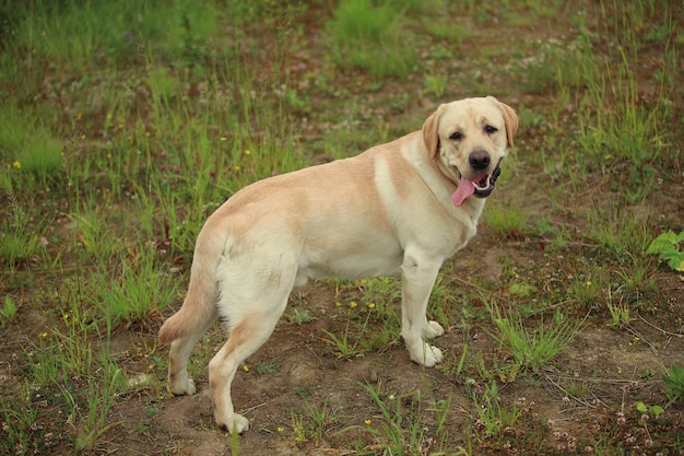 Vue arrière à Golden Labrador marchant dans le parc du printemps, lumière naturelle