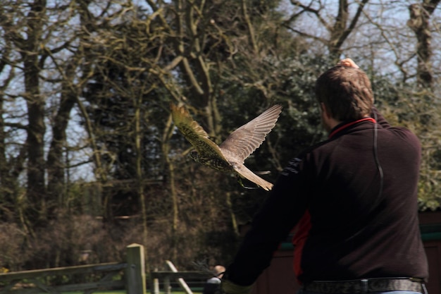 Photo vue arrière de l'homme et de harris hawk en vol