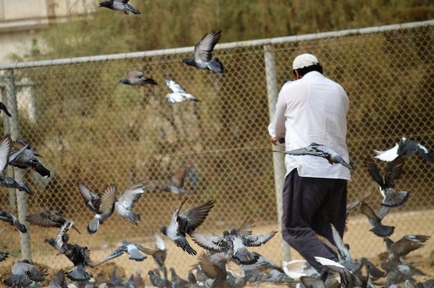 Photo vue arrière de l'homme et des pigeons