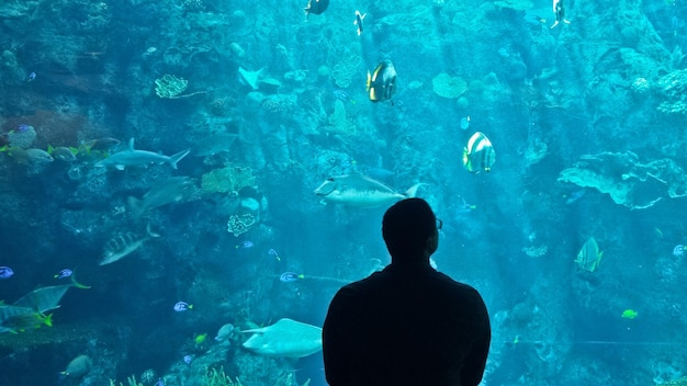 Vue arrière d'un homme regardant un aquarium