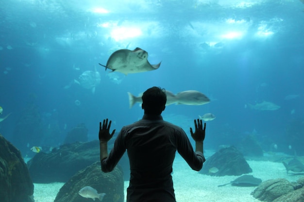 Vue arrière d'un homme regardant des poissons nager dans un aquarium