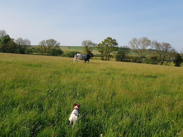 Photo vue arrière de l'homme sur le terrain contre le ciel