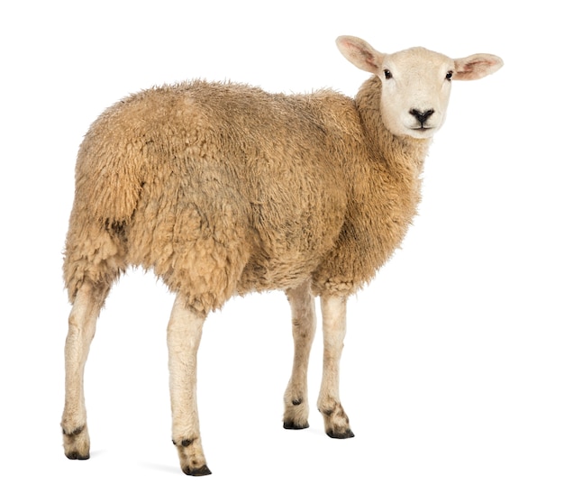 Vue arrière d'un mouton regardant en arrière contre une surface blanche
