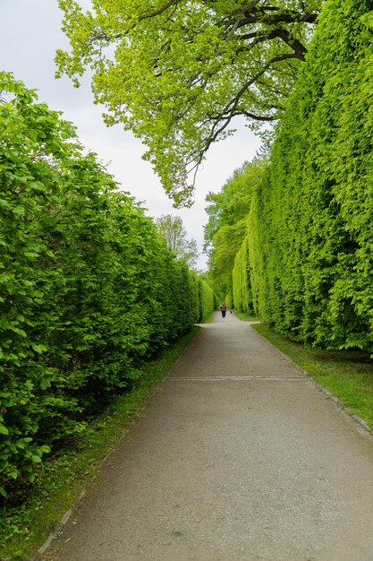 Photo vue arrière d'une personne marchant sur un sentier au milieu des arbres