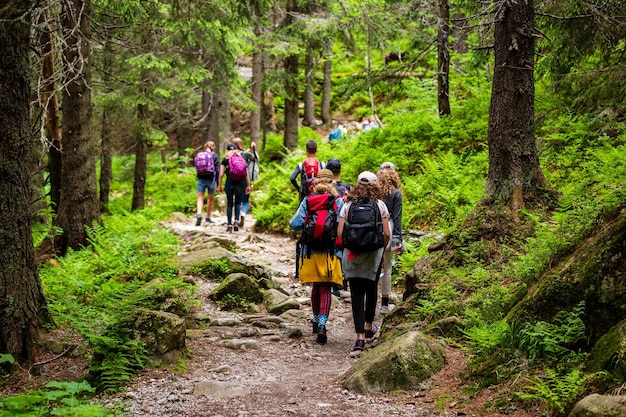 Photo vue arrière de personnes marchant sur un sentier dans la forêt