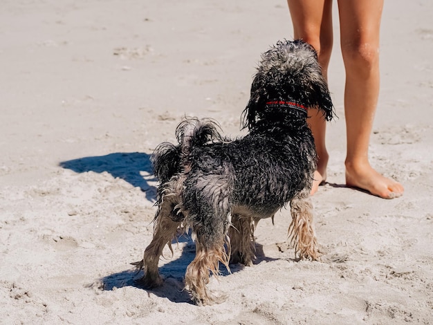 Vue arrière d'un petit chien métis tibétain devant les jambes d'une personne.