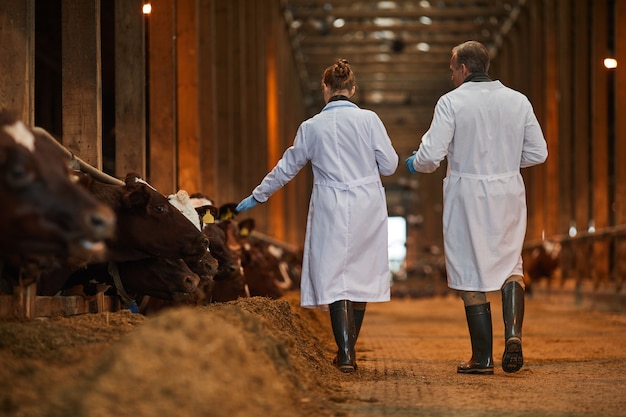 Vue arrière portrait de deux vétérinaires dans l'étable à vaches s'éloignant de la caméra lors de l'inspection du bétail à la ferme, copiez l'espace