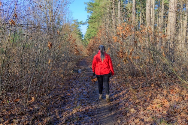 Vue arrière d'une randonneuse senior marchant avec son teckel sur un sentier boueux parmi la végétation sauvage dans les arbres du parc national de Hoge Kempen en arrière-plan journée d'automne ensoleillée dans le Limbourg en Belgique