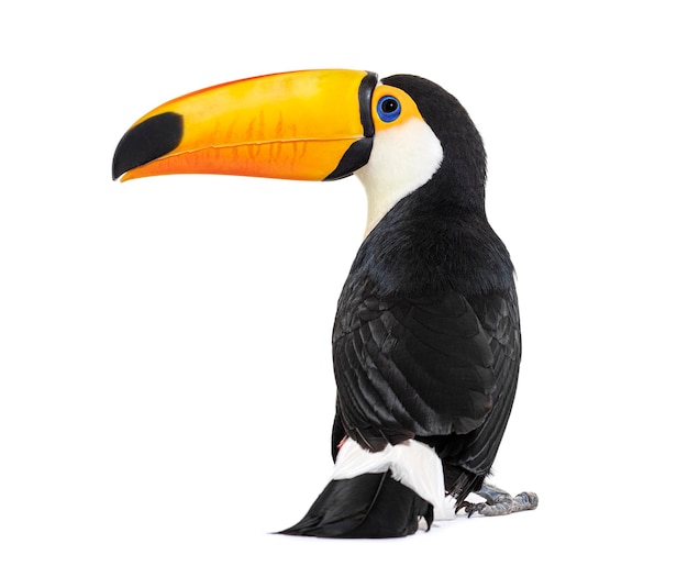 Vue arrière d'un toco Toucan Ramphastos toco isolé sur blanc