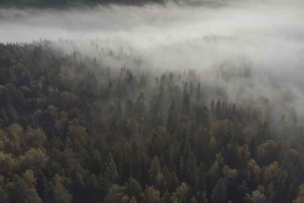 Photo vue atmosphérique épique de la taïga brumeuse