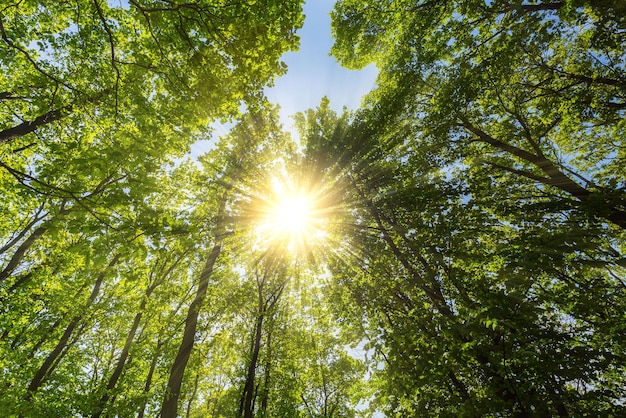 Une vue au sommet d'une forêt profonde avec un soleil chaud. Pris à l'extérieur avec une marque 5D III.