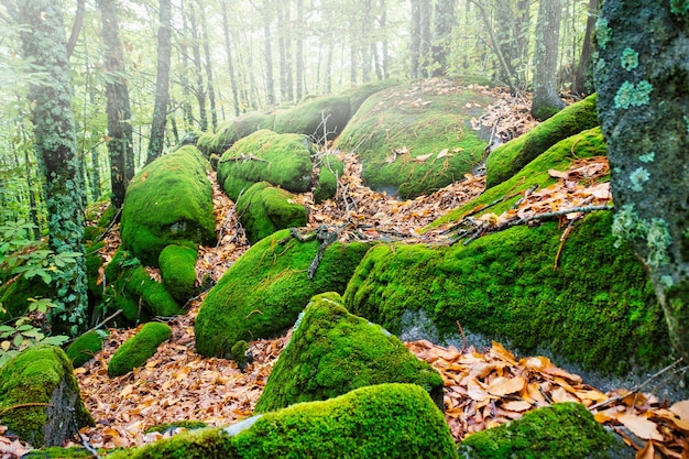 Vue automnale de pierres couvertes de mousse verte un matin brumeux dans une forêt.