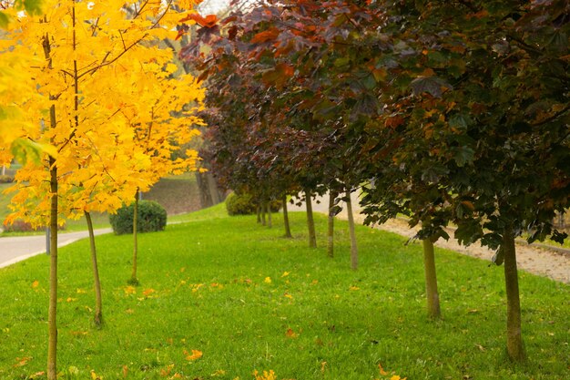 Vue d'automne de l'allée du parc avec des arbres