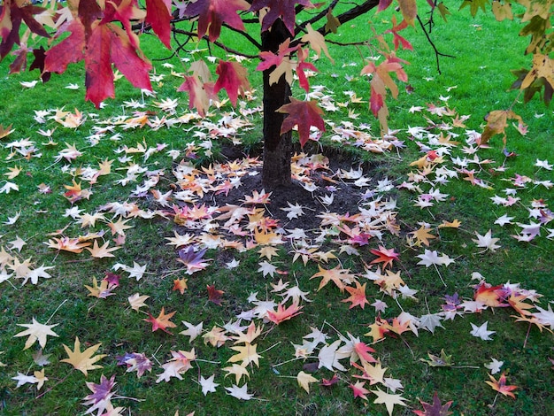 Vue d'automne d'un érable dans le parc avec des feuilles jaunes sur l'herbe