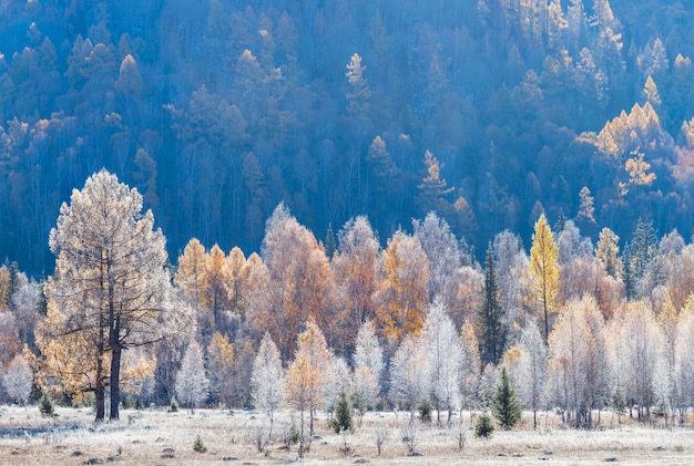 Vue d'automne de la forêt le matin au fond naturel du gel